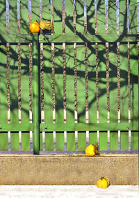 Persimmons by fence against green wall