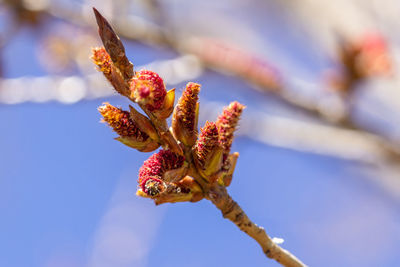 Close-up of red flowering plant against sky