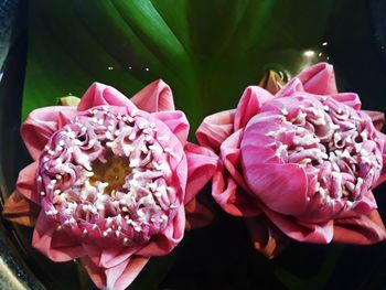 Close-up of pink roses