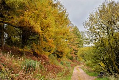 Trees in forest during autumn