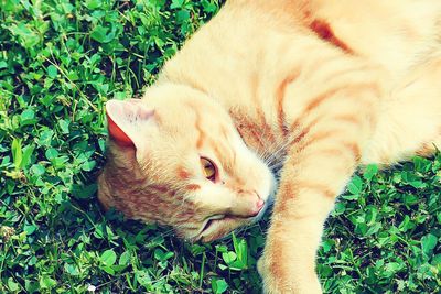 Portrait of cat resting on floor