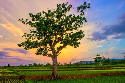 Tree on field against sky during sunset