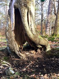 Tree in forest