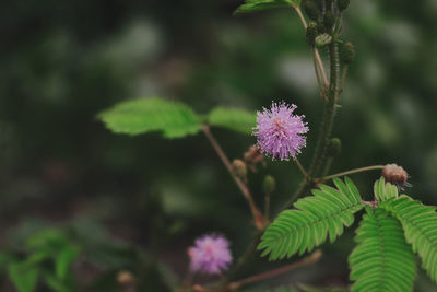 Close-up of purple flowering plant