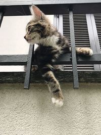 High angle view of cat sitting on seat