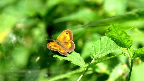 Butterfly on leaf