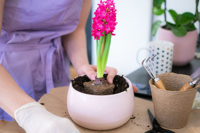 Woman's hands transplanting, planting pink hyacinth with gardening tools close up