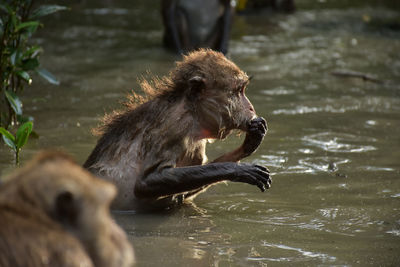 Monkey on lake