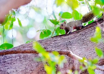 View of squirrel on tree