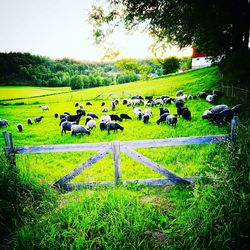 Sheep grazing on field against sky