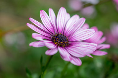 Close-up of pink flower blooming outdoors