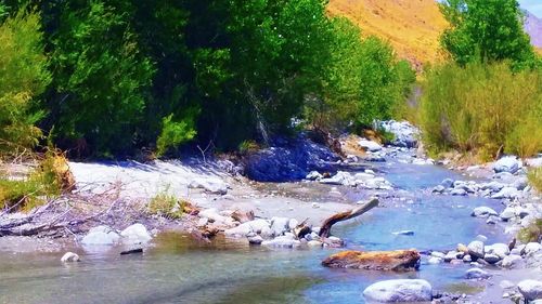 Scenic view of river amidst trees