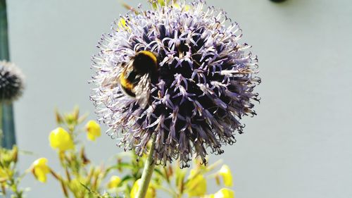 Close-up of insect on flower