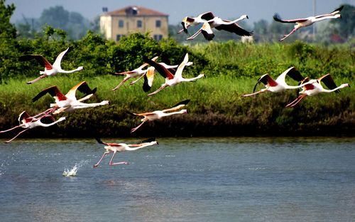 Birds flying over lake