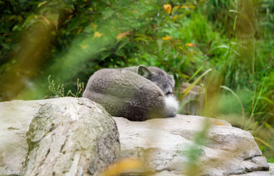 View of cat resting on rock