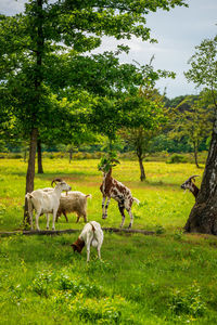 Goats grazing on the heath