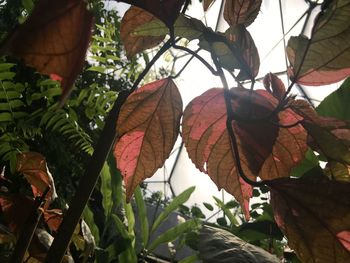 Low angle view of autumnal leaves against trees