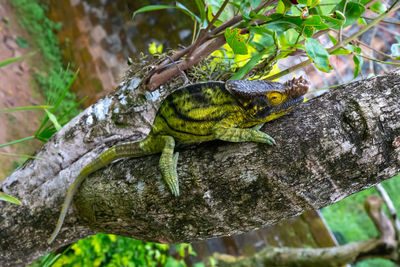 Close-up of lizard on tree