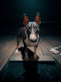 Portrait of dog standing on floor