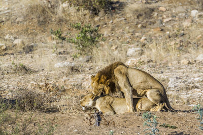 Lions mating on land