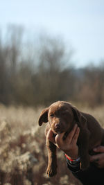 Close-up of dog