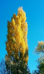 Low angle view of tree against blue sky