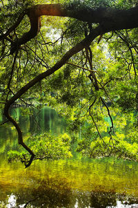 Trees by lake in forest