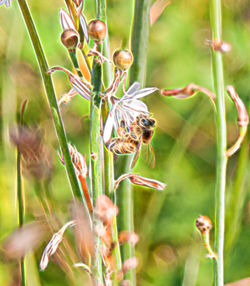 Close up of insect on plant