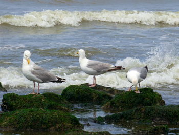 Birds in water