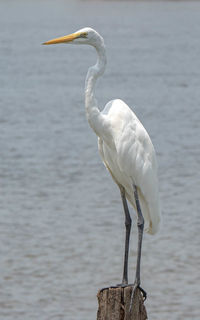 Bird perching on a lake
