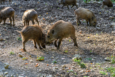 Sheep standing in a field