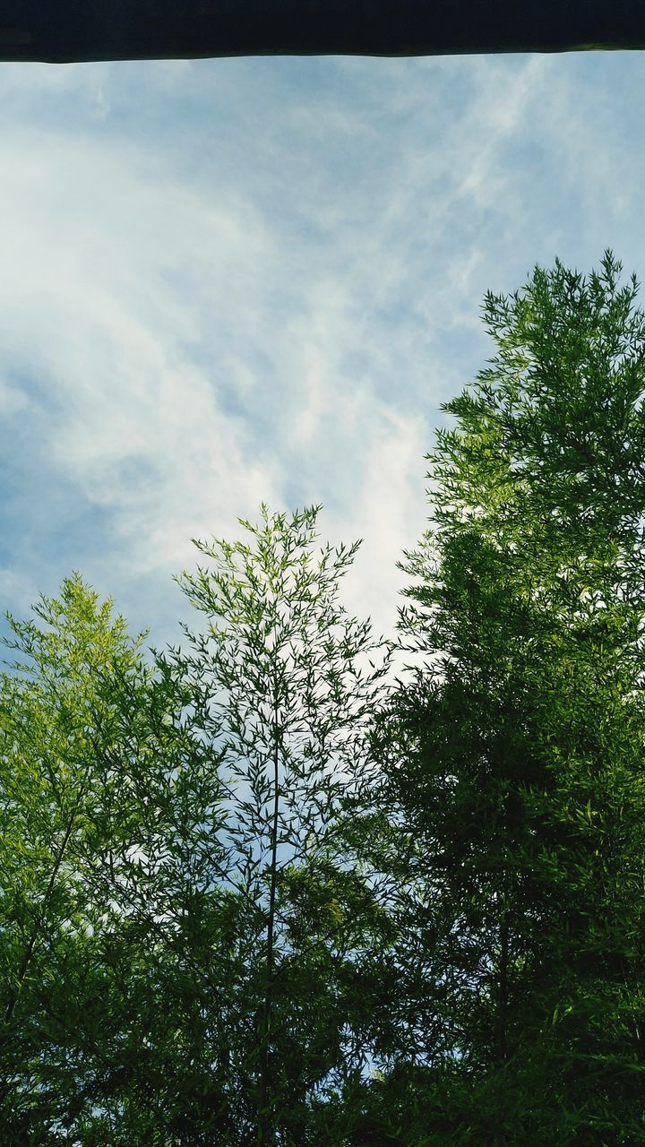 tree, low angle view, nature, growth, sky, day, beauty in nature, no people, outdoors, tranquility, scenics, cloud - sky, green color, forest, branch