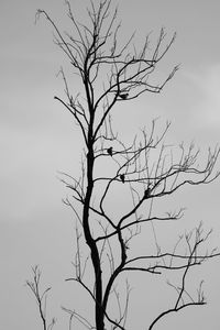 Low angle view of bare tree against sky