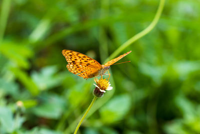 Butterfly pollinating on flower