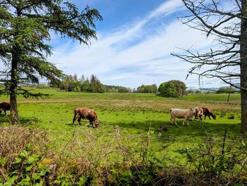 Horses grazing in a field