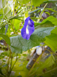 plant