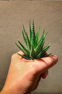 Close-up of hand holding plant