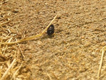 Close-up of insect