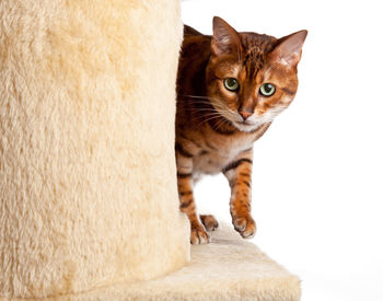 Close-up portrait of cat on scratching post against white background