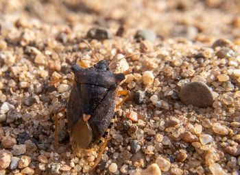 High angle view of butterfly on pebbles