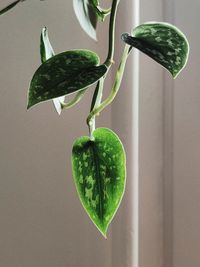 Close-up of green leaf against wall