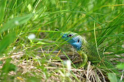 Close-up of a bird on field