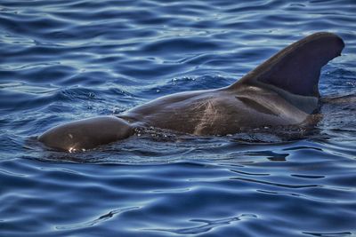 Pilot whale swimming in sea