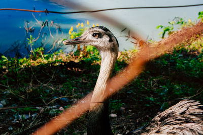 Close-up of ostrich