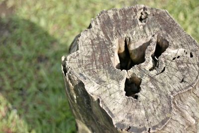 Close-up of tree stump