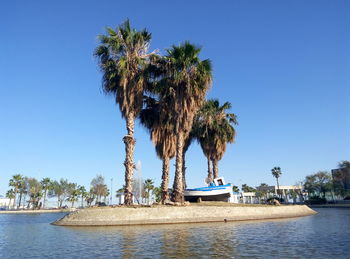 Palm trees against clear blue sky