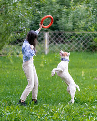 Anonymous brunette woman training american pitbull terrier with hoop in park. petrenthood