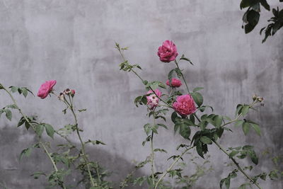 Close-up of pink rose against wall