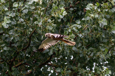 Bird flying over a tree