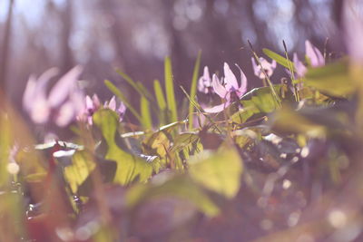 Close-up of plants